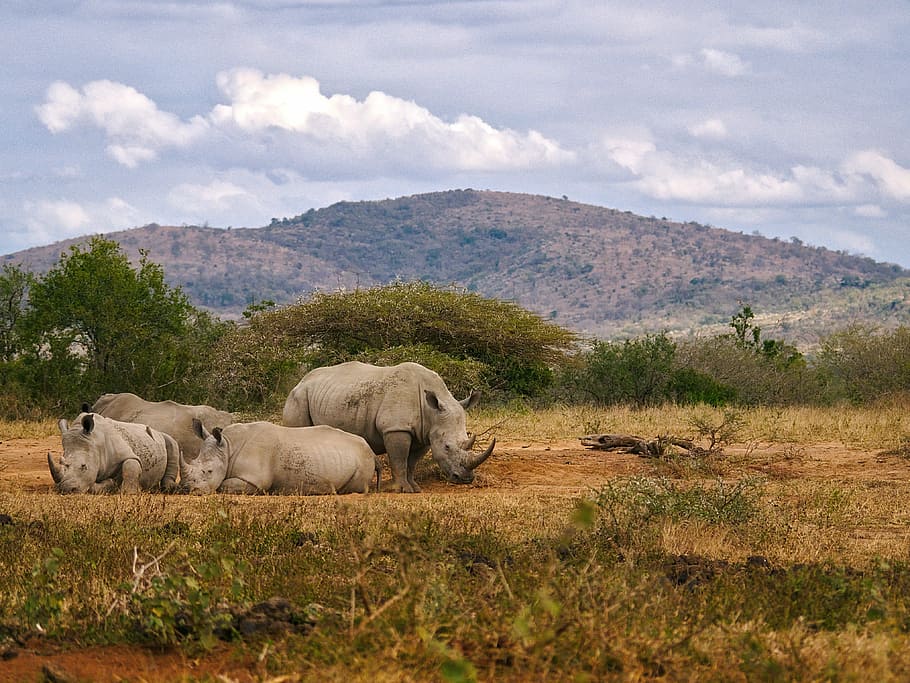 herd of gray Rhinoceros resting on ground during day, four gray rhinoceros on ground