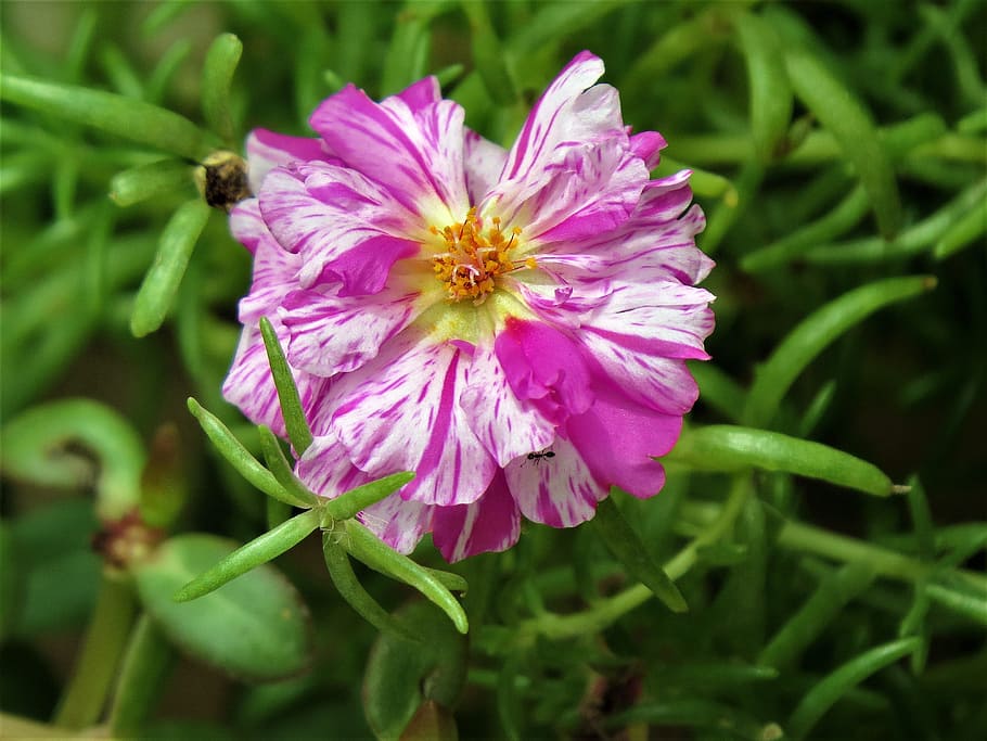flower, pink, white, yellow, garden, flowering plant, fragility HD wallpaper