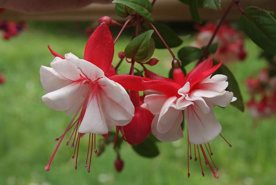 white and red petaled flower, Fuchsia, Flowers, Red, White, Green HD wallpaper