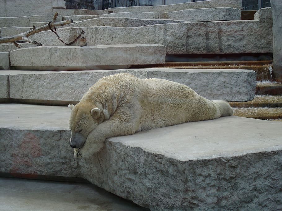 polar bear laying down on concrete surface, lazy, sleep, zoo HD wallpaper