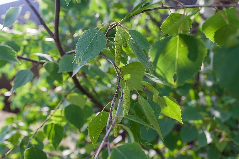 leaves, birch, closeup, nature, forest, trees, living nature HD wallpaper