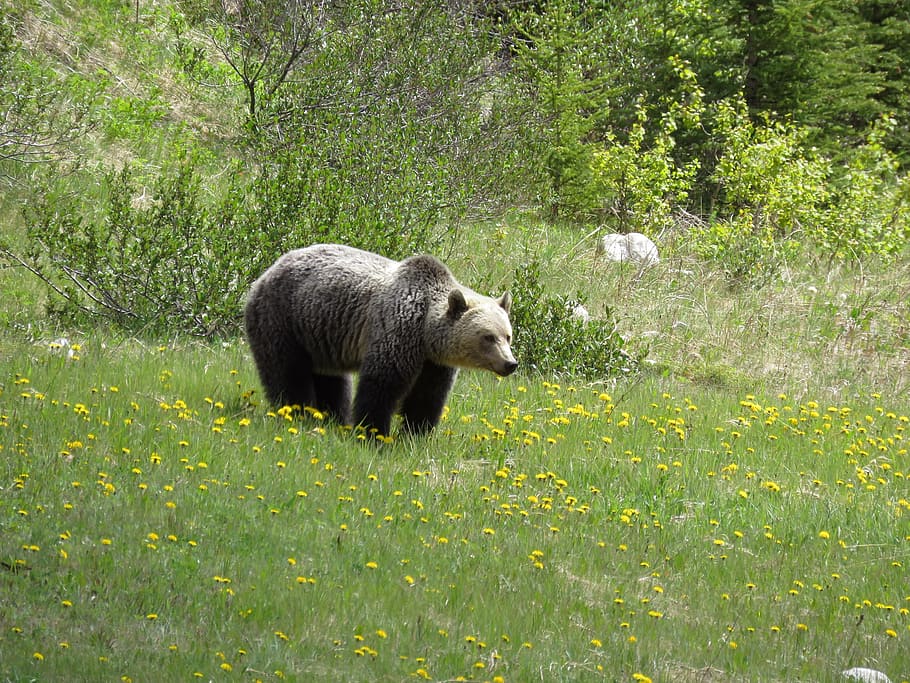 Brown Bear, Wildlife, Alberta, canada, wilderness, one animal HD wallpaper