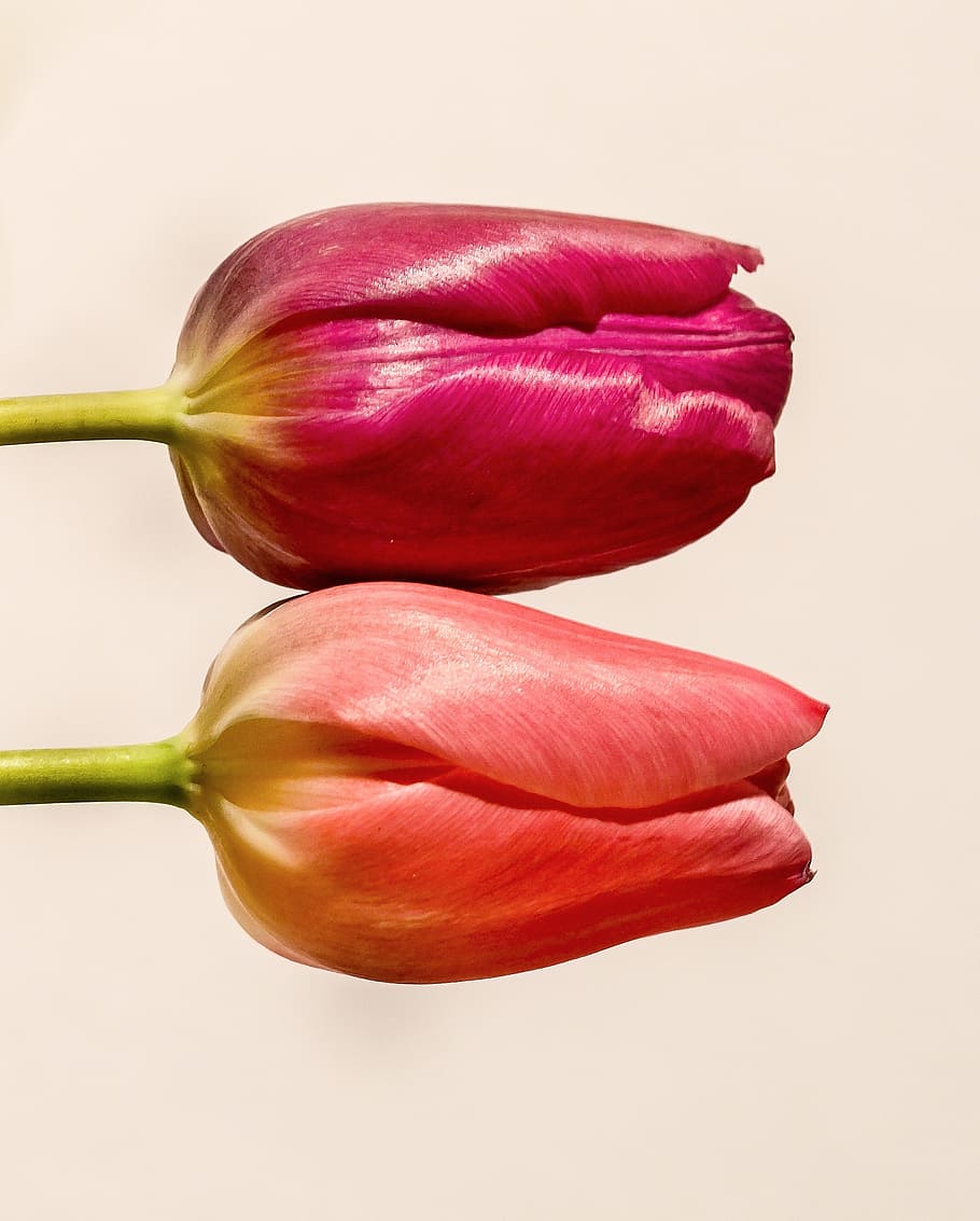pink tulips, flower, red, colorful, white, holland, freshness HD wallpaper