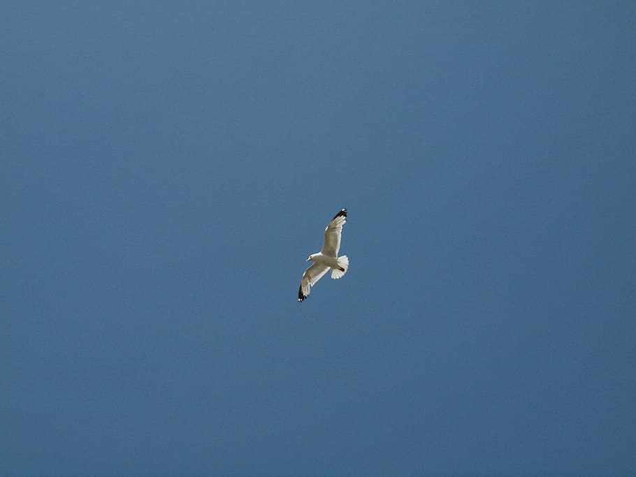 seagull, sky, bird, fly, blue sky, harmony, animal themes, animal wildlife HD wallpaper