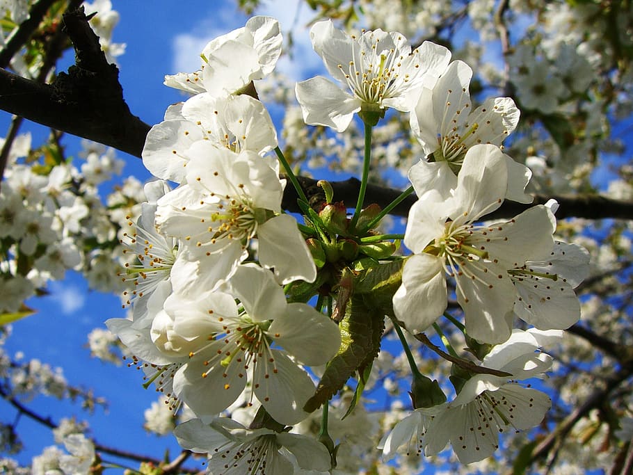 apple, blossom, bloom, tree, spring, fruit, apple blossom, nature HD wallpaper