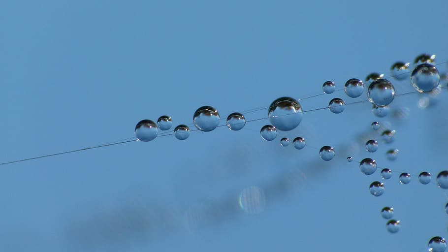 Web, Dew, Drop, Macro, Nature, dew-drop, blue, backgrounds HD wallpaper