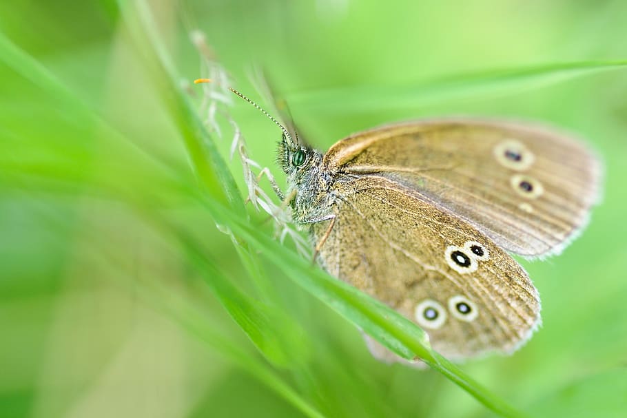 butterfly, insect, macro, green, butterfly - insect, animals in the wild HD wallpaper