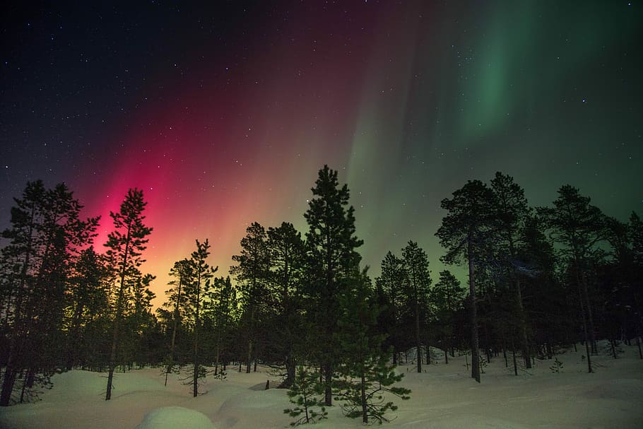 trees and aurora rays, landscape photography of trees under red and green sky