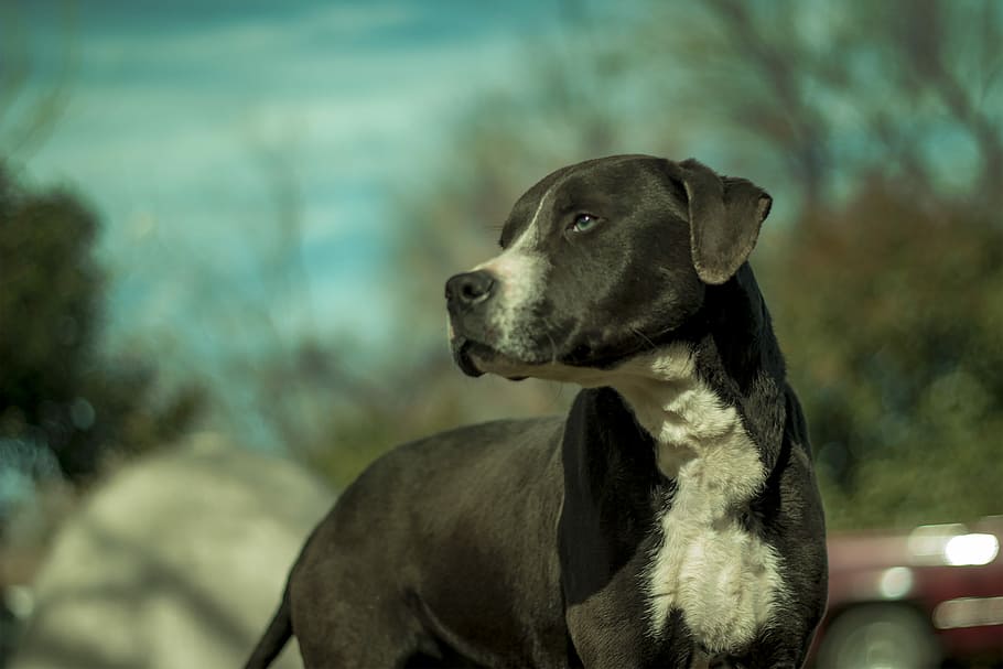 dog, rottweiler, pitbull, mix, breed, purebred, pet, animal, HD wallpaper