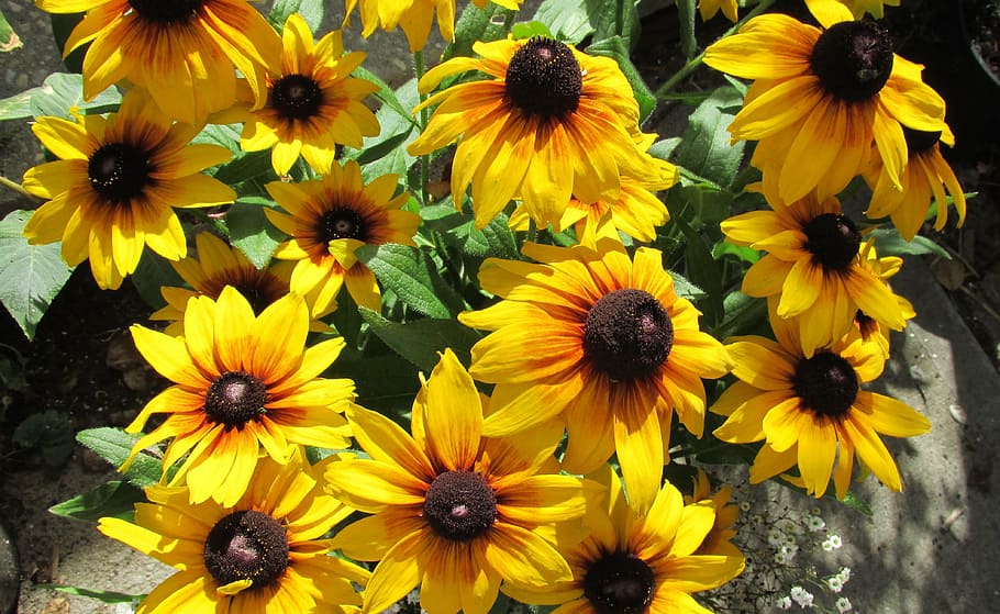 summer, potted, colour, yellow, nature, flower, sunflower, plant HD wallpaper