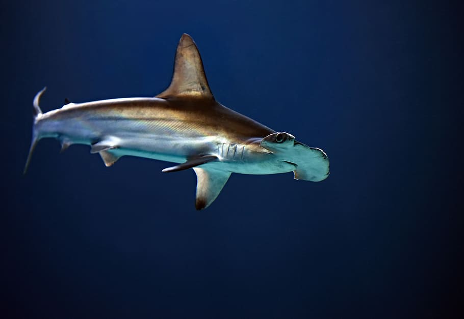 hammerhead shark, underwater photography of shark, fish, sea
