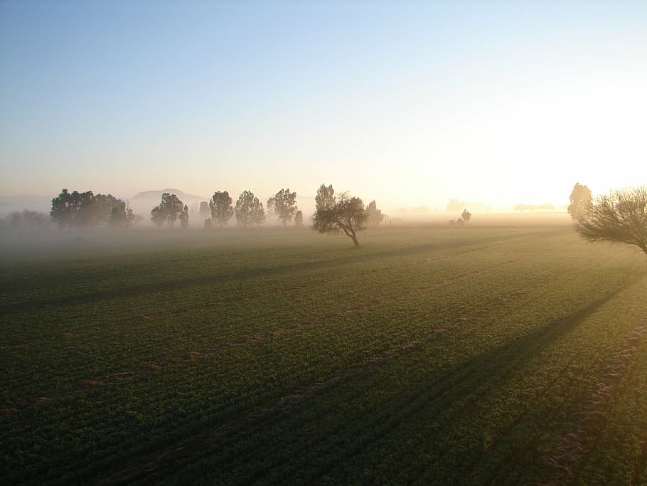 field, fog, dawn, agriculture, nature, rural Scene, farm, tree HD wallpaper