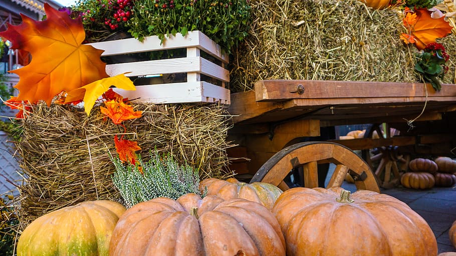 bunch of squash near hay, holloween, autumn, fall, orange, thanksgiving, HD wallpaper