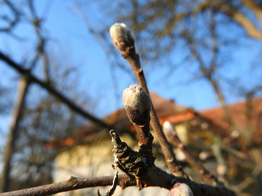 flower buds, apple buds, spring, leaf buds, tree, day, close-up HD wallpaper