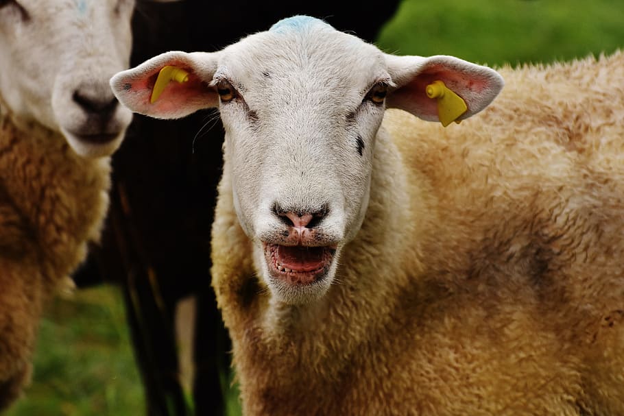sheep, animal, meadow, wool, graze, nature, livestock, animal themes HD wallpaper
