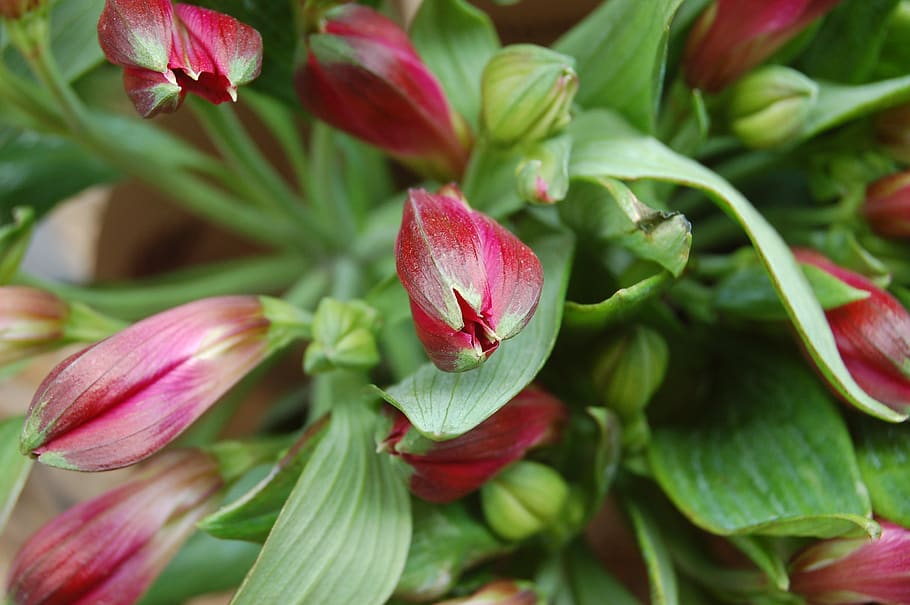 nature, leaf, garden, flower, flowering plant, freshness, beauty in nature HD wallpaper