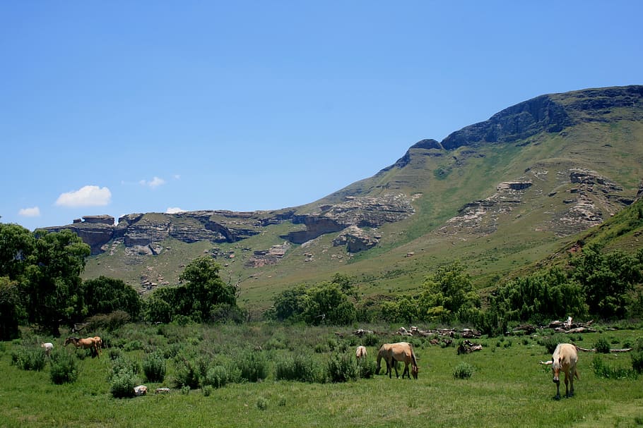 horses grasing, mountain, green slope, green meadow, field, HD wallpaper