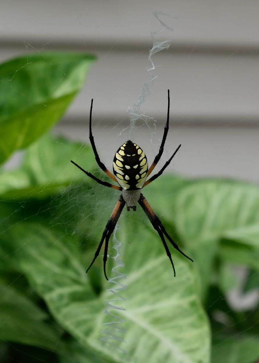 spider, garden, web, arachnid, close, insect, bug, black, animal HD wallpaper