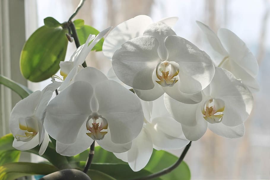 Flower orchid white 1080P, 2K, 4K, 5K HD wallpapers free download, sort by ...