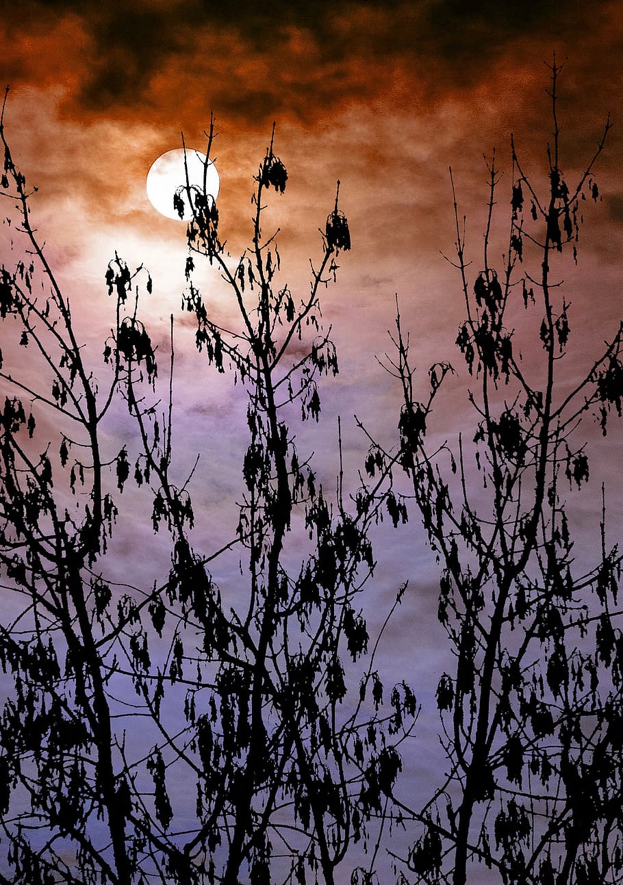 sunset, sunrise, sky, blue, forest, plant, beauty in nature HD wallpaper