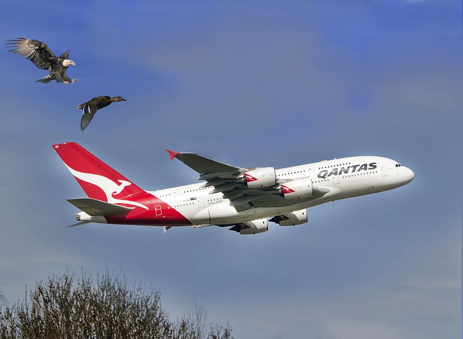 plane on mid air, eagle, duck, qantas, airline, wild, wildlife, HD wallpaper