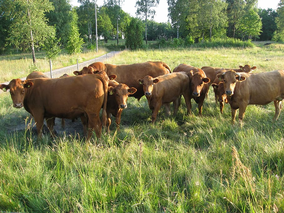 Ko, Cows, Bed, Heifers, Rural Life, curious, young animals HD wallpaper