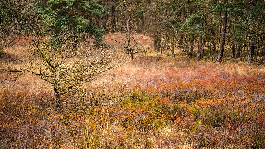 Forest, Spring, Trees, Kahl, Graze, nature, grass, plant, no people HD wallpaper