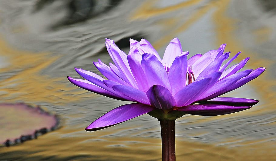 purple water lily flower in closeup photography, nuphar lutea, HD wallpaper