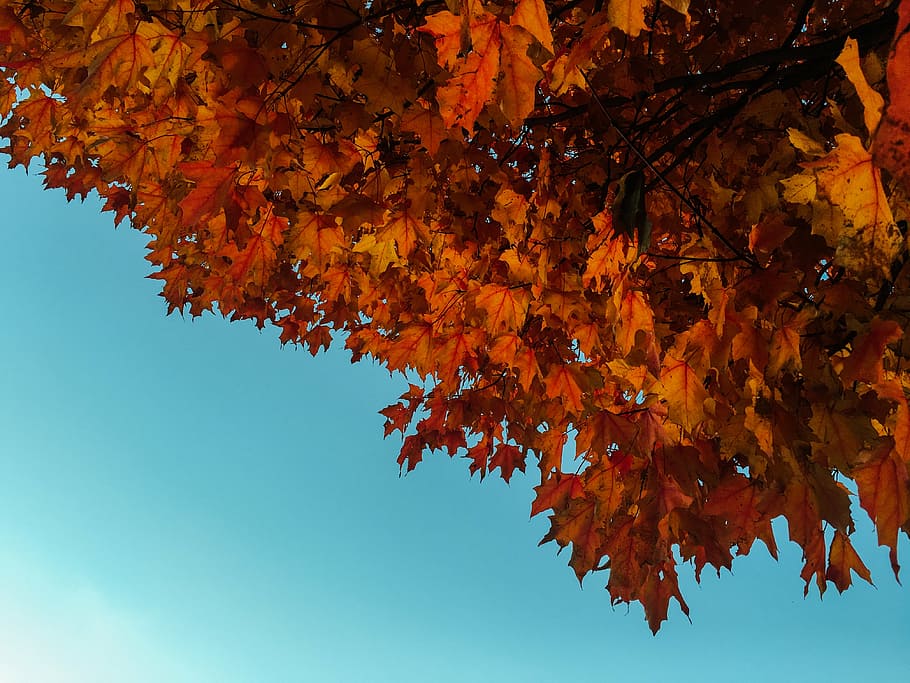 orange trees, red, maple, leaves, fall, autumn, nature, blue HD wallpaper