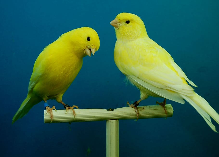 canaries, yellow, aviary, group of animals, bird, vertebrate HD wallpaper