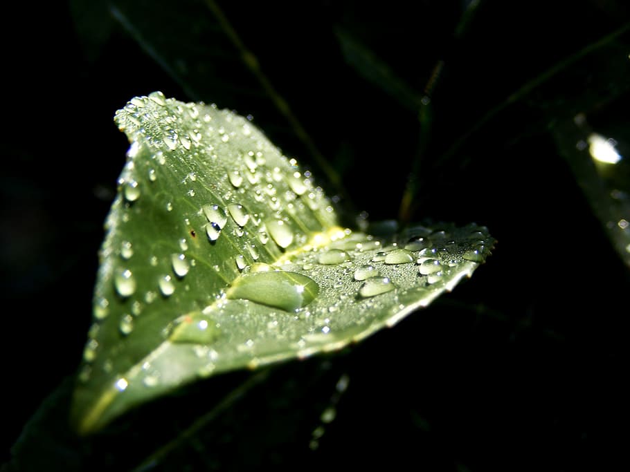 Leaf, Dew, Drops, Macro, Morning, rain, spring, plant, nature HD wallpaper