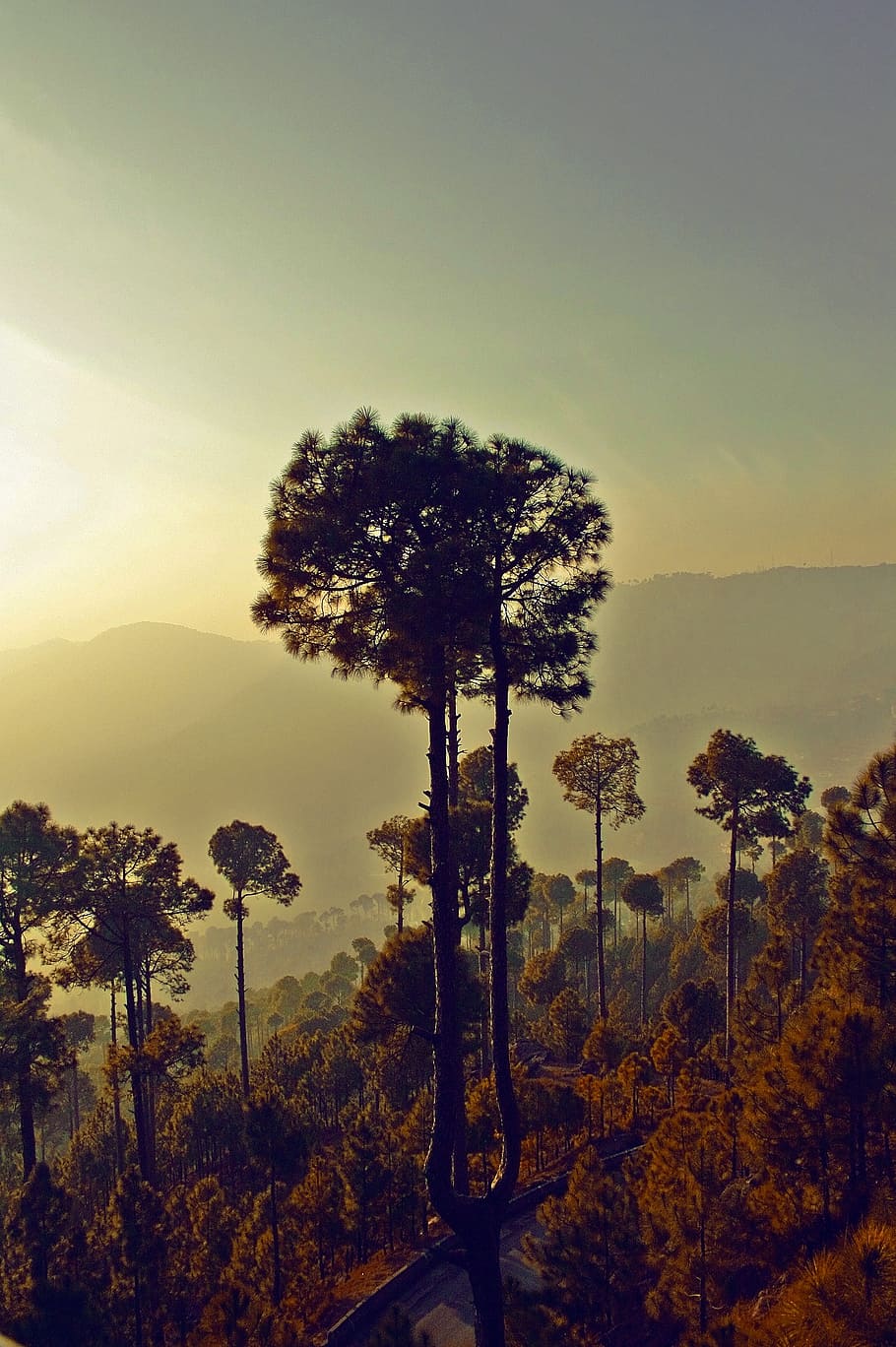 nature, greenery, trees, peaceful, natural, foliage, outdoor HD wallpaper
