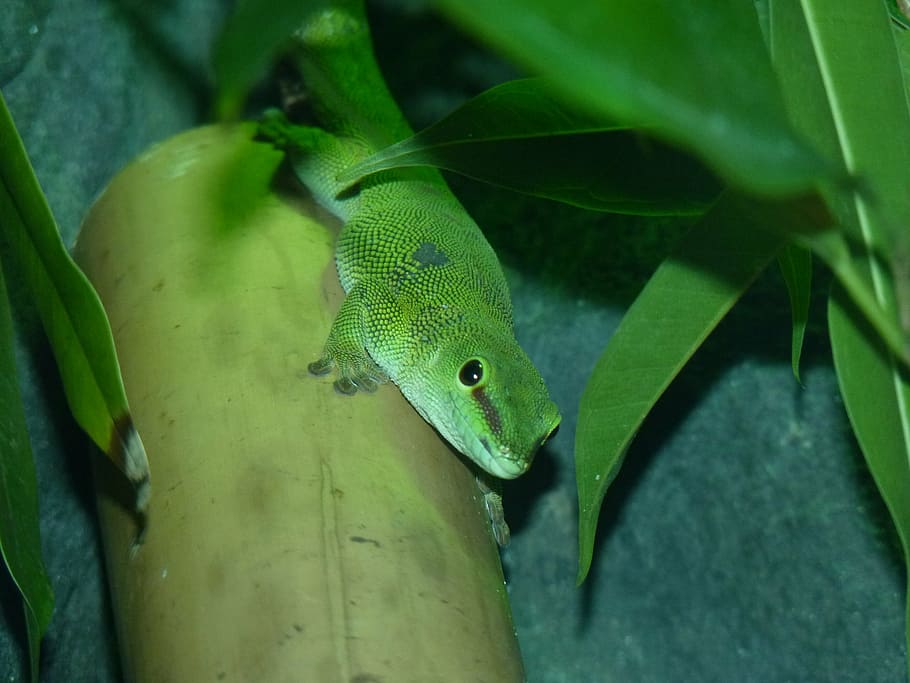 light green, the lizard, foliage, animal, nature, reptile, wildlife HD wallpaper
