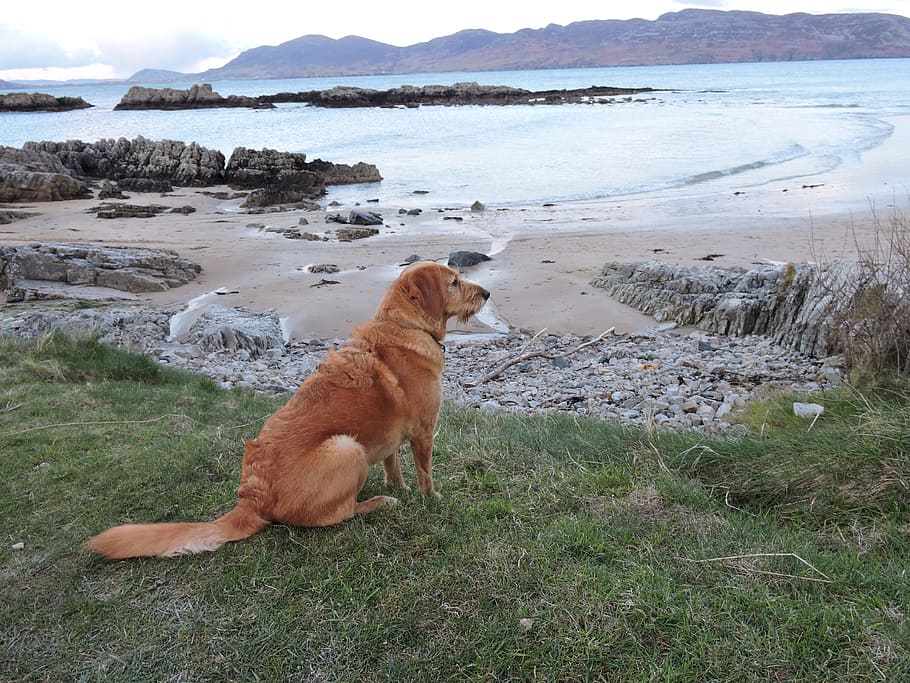 Dog, Beach, Walk, Pet, Vacation, Ocean, sea, relax, happy, shore HD wallpaper