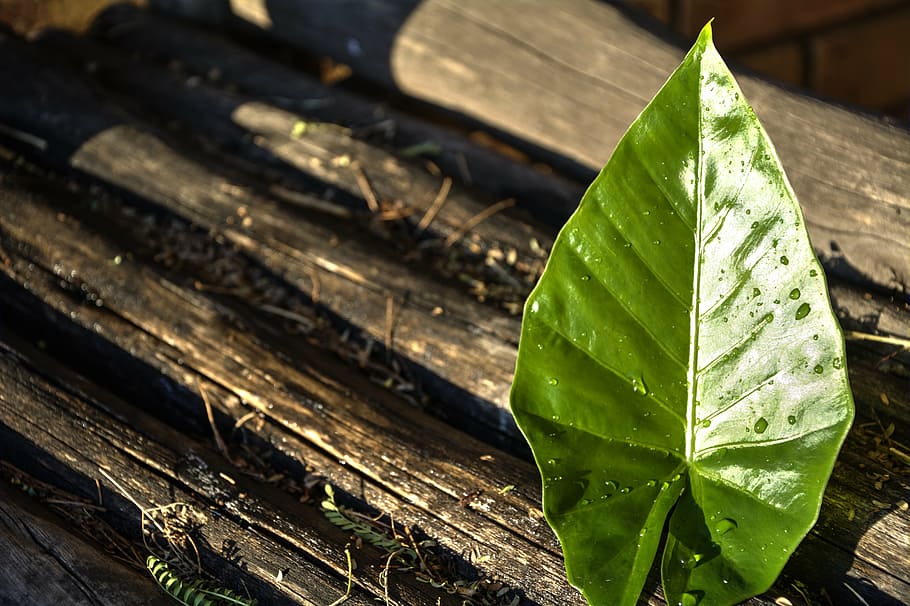 leaf, wood, nature, texture, plant part, no people, close-up HD wallpaper