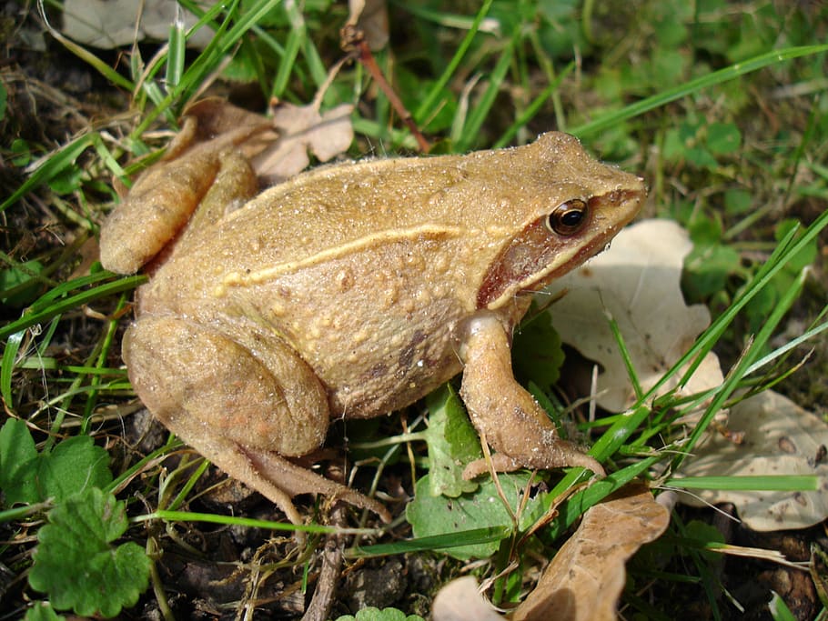 toad, meadow, nature, amphibians, frog, animal, wildlife, brown HD wallpaper