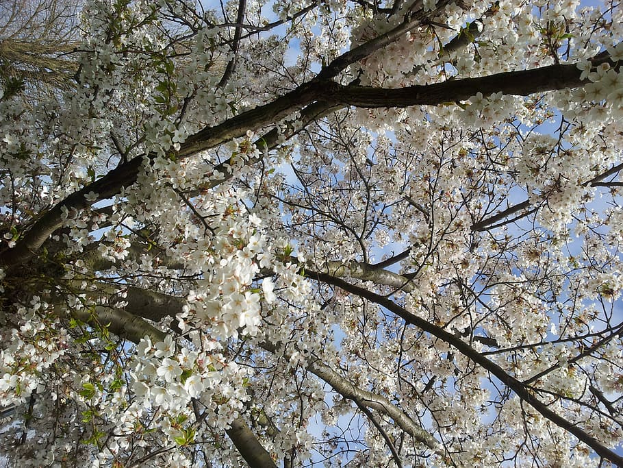 Blossom, Tree, Tree, Spring, Spring, Bloom, Branches, trees HD wallpaper