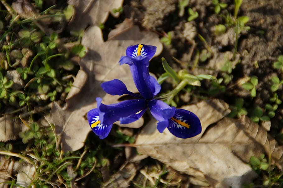 iris, wild flower, blue, blue iris, iridaceae, bloom, nature HD wallpaper