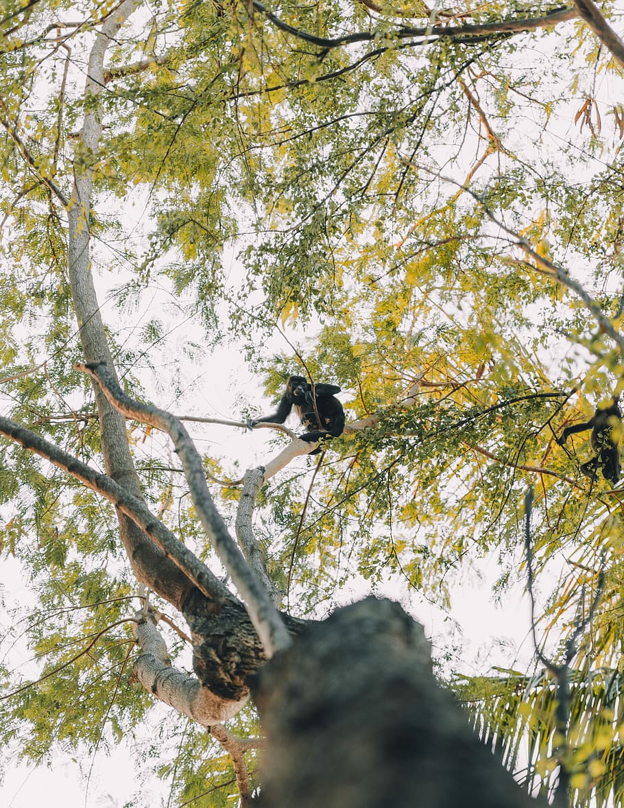 monkey climbing tree, monkey om tree branch, jungle, mokey, sitting HD wallpaper