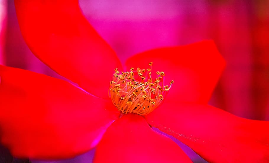 rosa, rossa, rosehip, flowers, red rose, color, petal, garden, HD wallpaper