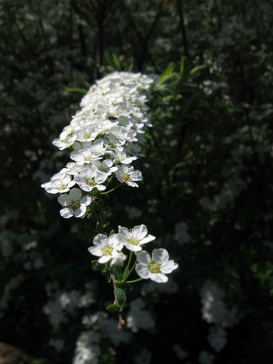 Flowers, White, Branches, Shrub, Garden, in bloom flowers, white color HD wallpaper