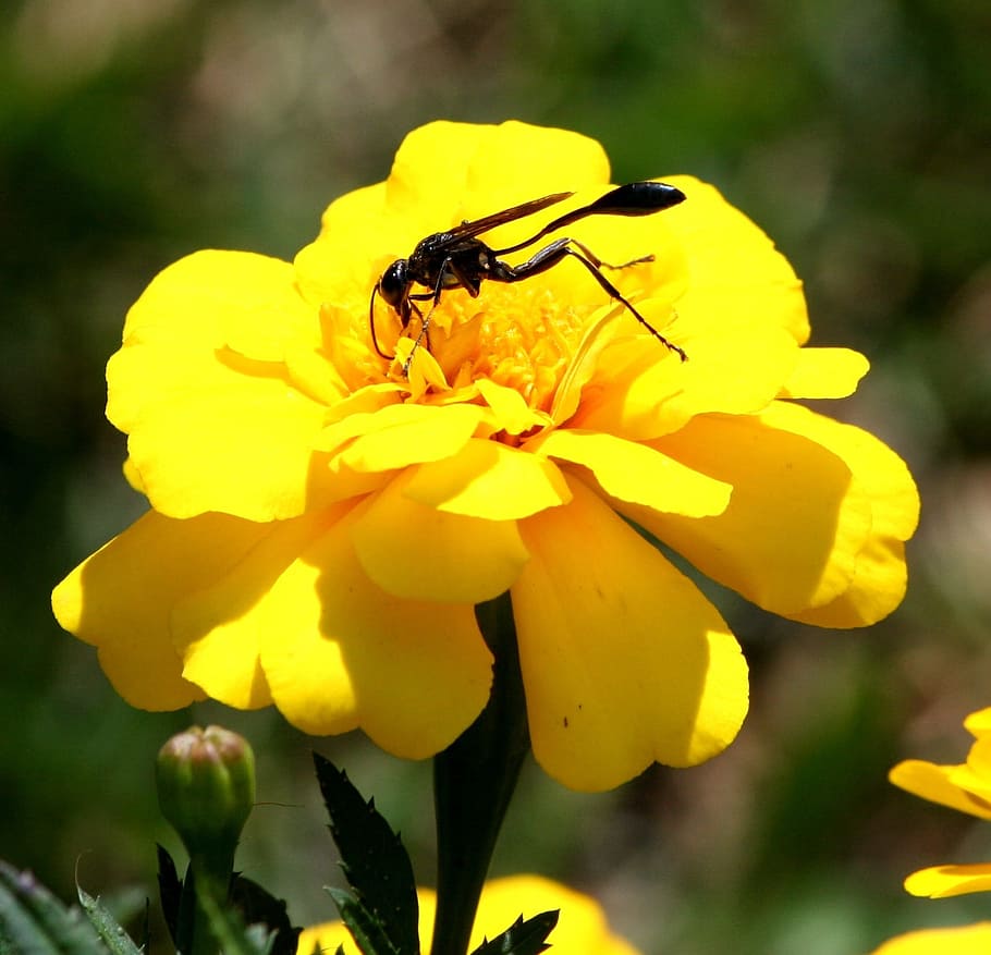 Wasp, Bee, Insect, Wing, Fly, Marigold, yellow, flower, pollen HD wallpaper