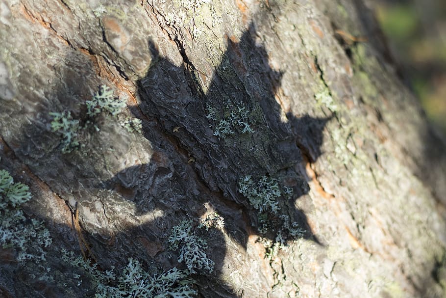 shadow, leaf, tree, autumn, nature, forest, alone, textured HD wallpaper