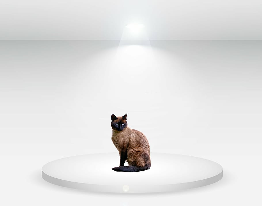 persian cat, studio, white light, feline, animal, domestic HD wallpaper