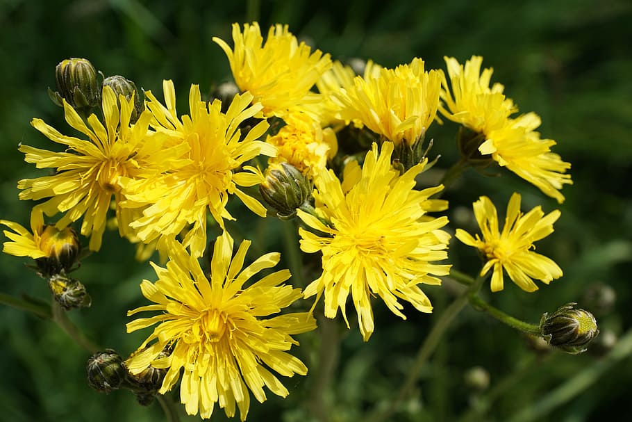 Hawksbeard, Flower, Yellow, reported hawksbeard, bloom, blossom HD wallpaper