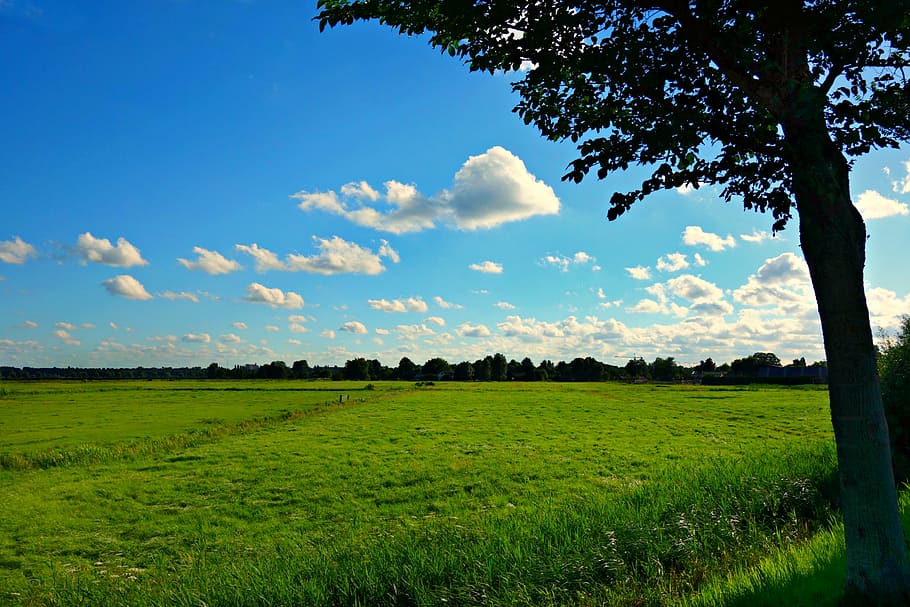 view of green grass field, meadow, landscape, countryside, rural HD wallpaper