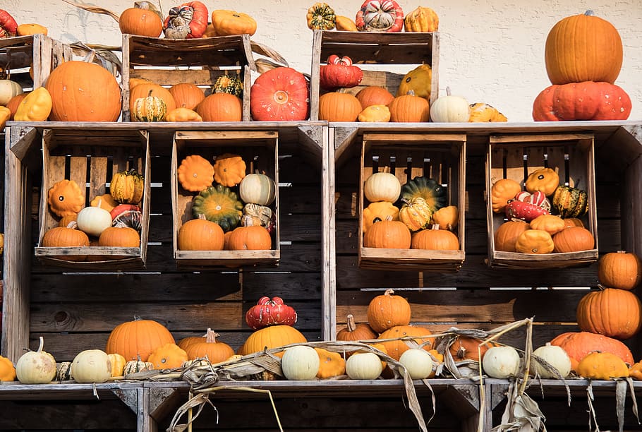 pumpkin, autumn, pumpkins, vegetables, farmer's market, gourd HD wallpaper