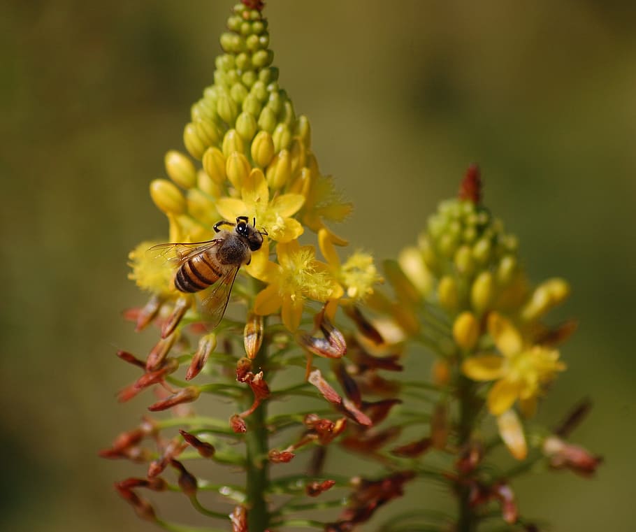 bee, pollination, spring, insect, honeybee, yellow, flower HD wallpaper