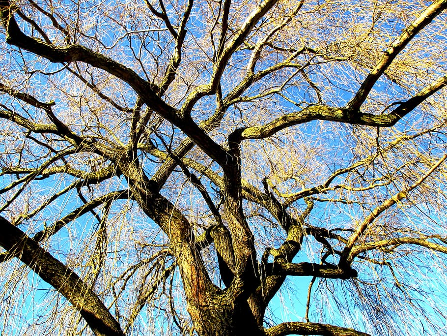 Tree, Weeping Willow, Light, Sun, Sky, blue, lake constance HD wallpaper