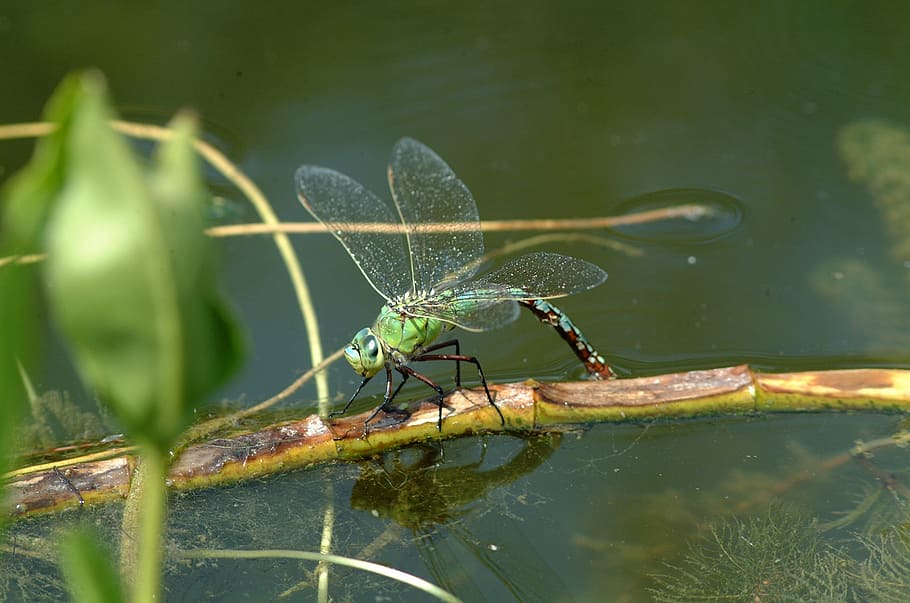 dragonfly, nature, insect, macro, green, pond, demoiselle, animal HD wallpaper